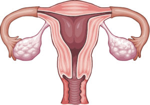 biology-study-ampulla-fundus-body-tube-fimbriaeovary-uterus-diagram-external-os-artery-endomentium-round-ovarian-ligament-labium